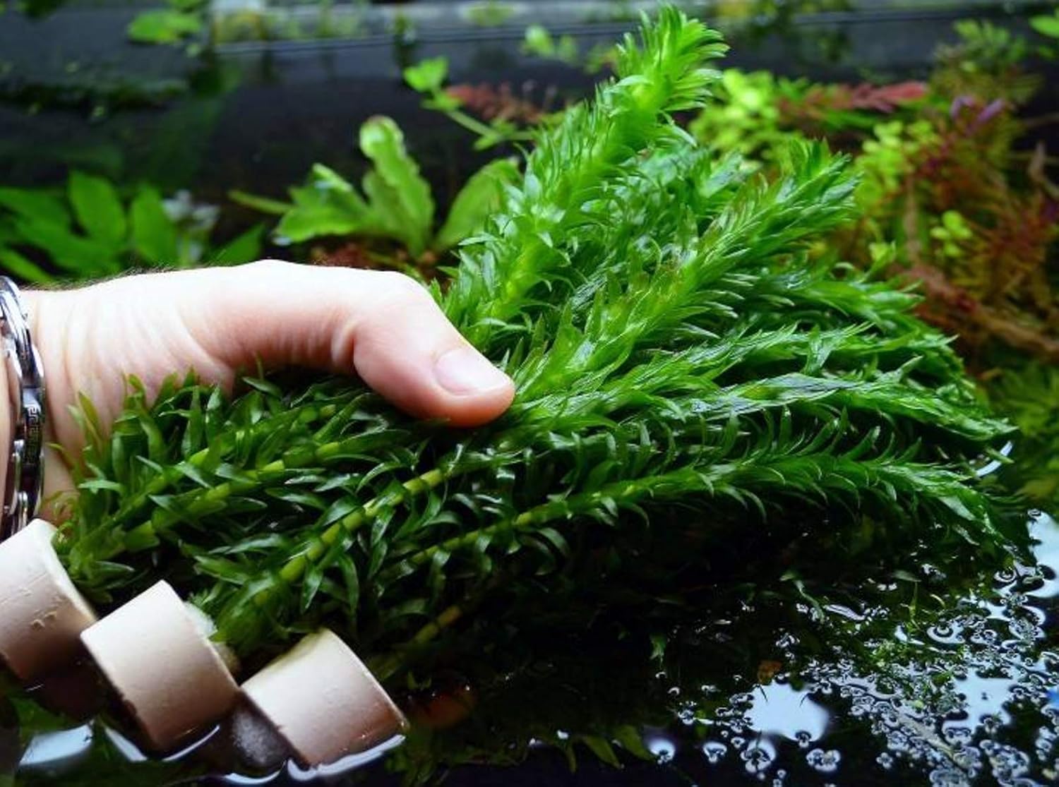 Элодея канадская (Egeria densa)