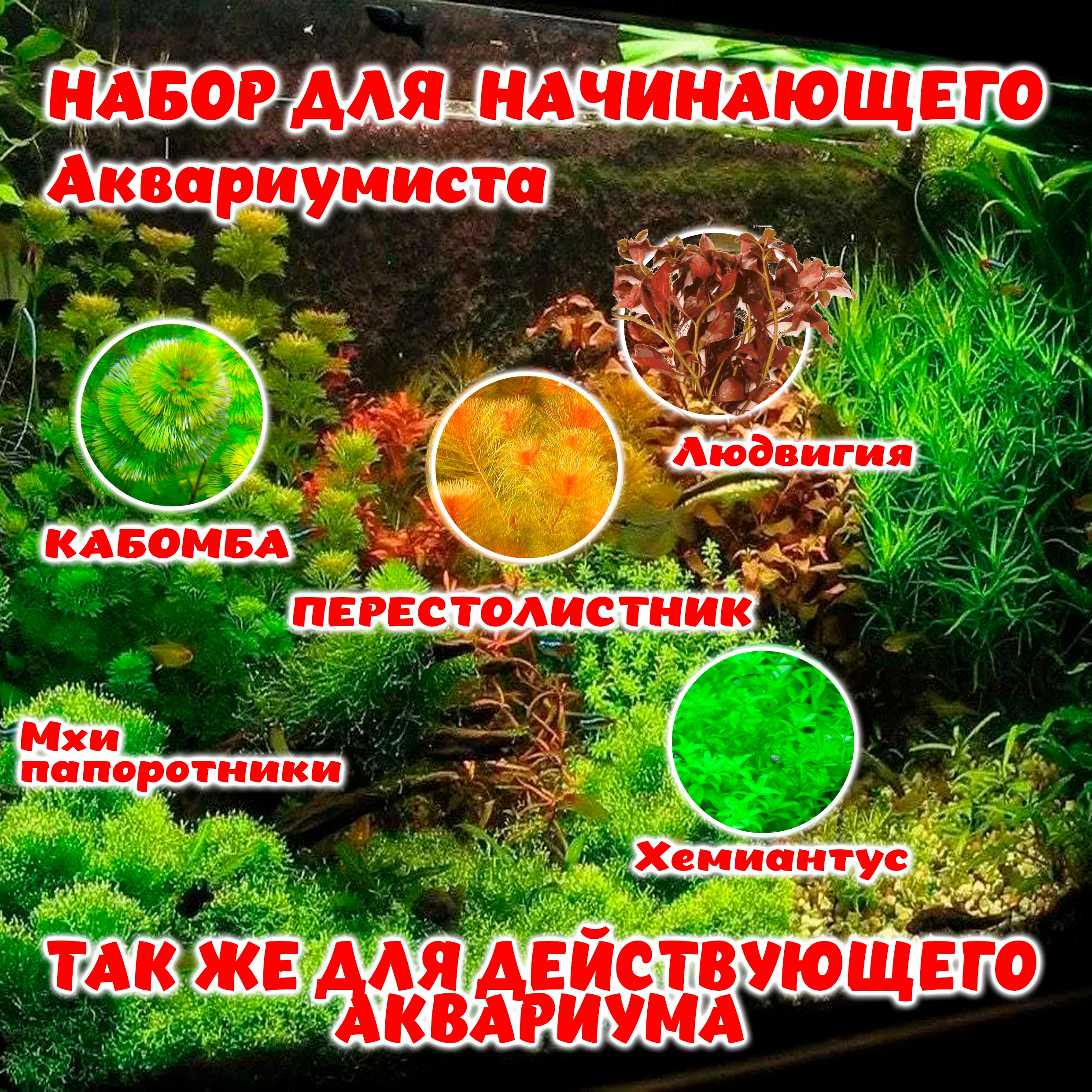 Мини-наборчик для интерьерного аквариума