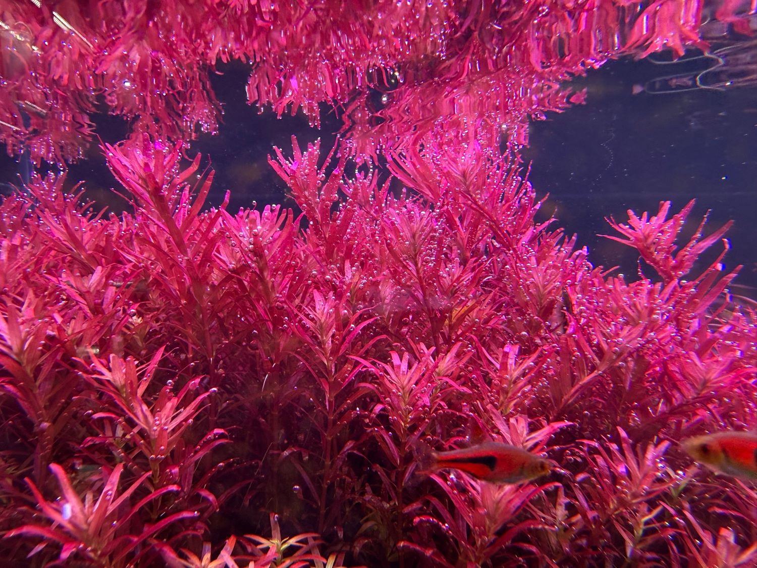 Ротала ротундифолия (Rotala rotundifolia)