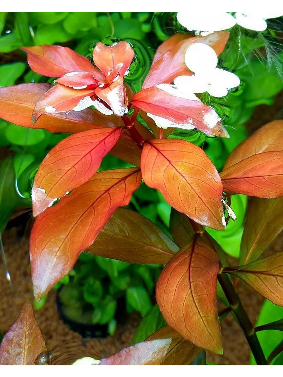 Людвигия ползучая (Ludwigia repens)