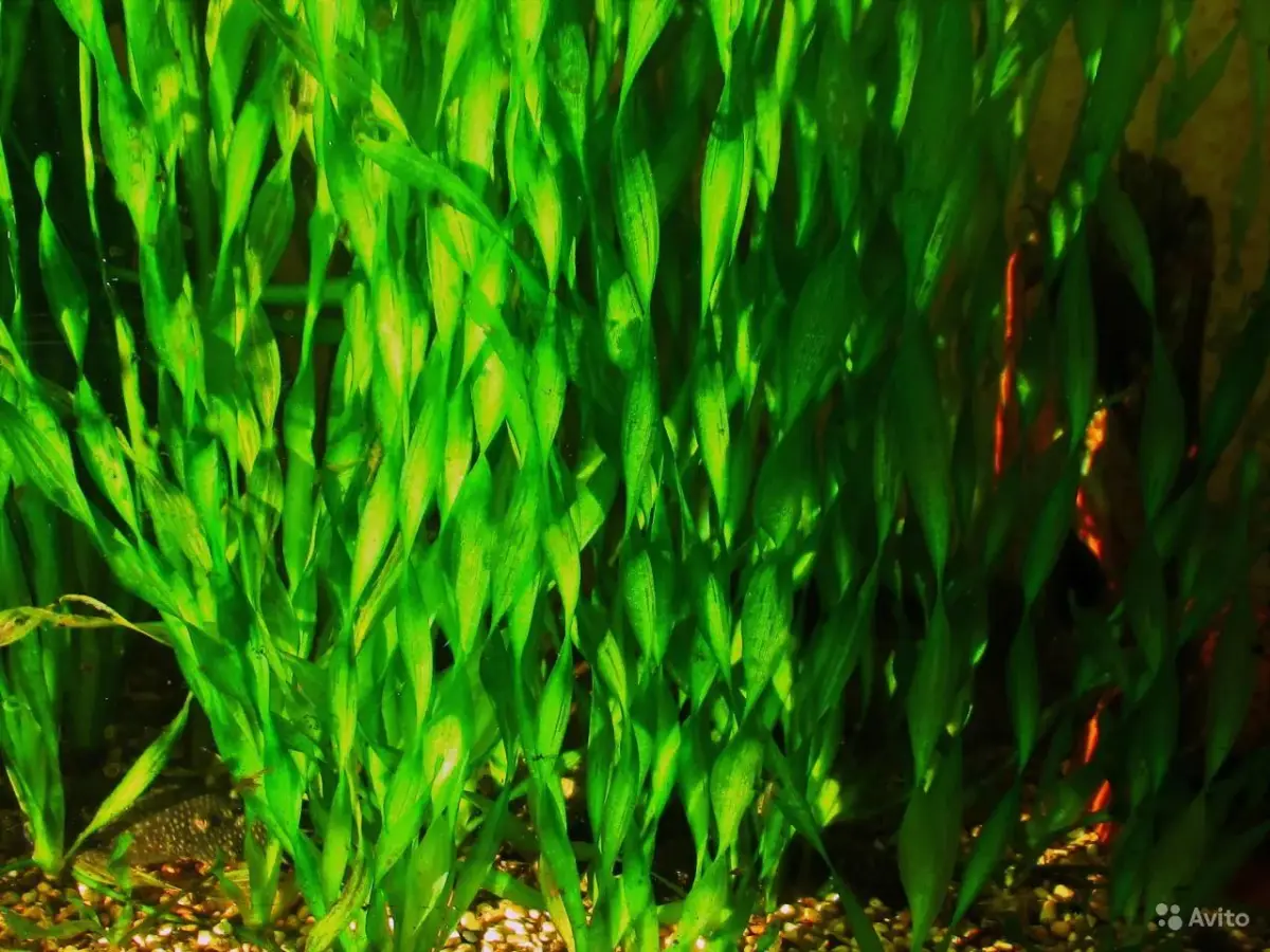 Сагиттария субулата (Sagittaria subulata)