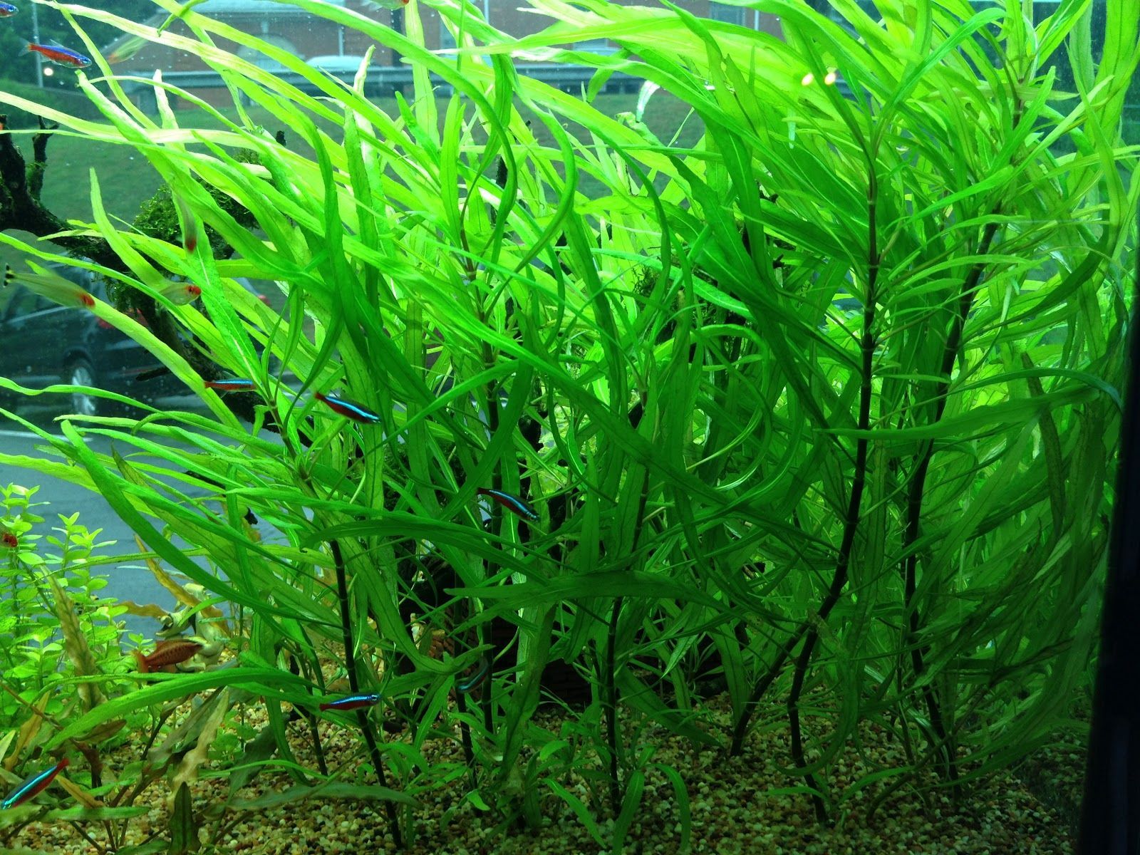Гигрофила иволистная (Hygrophila salicifolia)