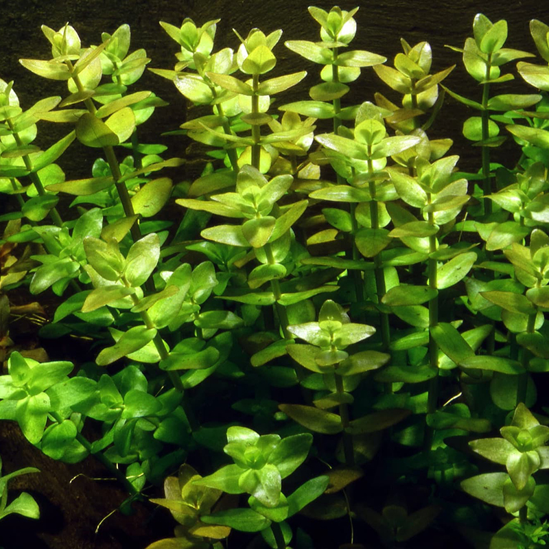 Бакопа каролинская (Bacopa caroliniana)