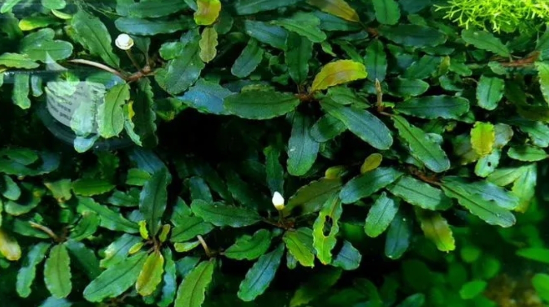 Буцефаландра обыкновенная (Bucephalandra sp.)