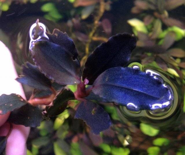 Буцефаландра Секунда (Bucephalandra 'Secunda')