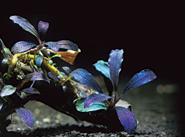 Буцефаландра Шадов (Bucephalandra 'Shadow')