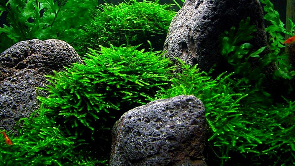 Мох яванский (Taxiphyllum barbieri)