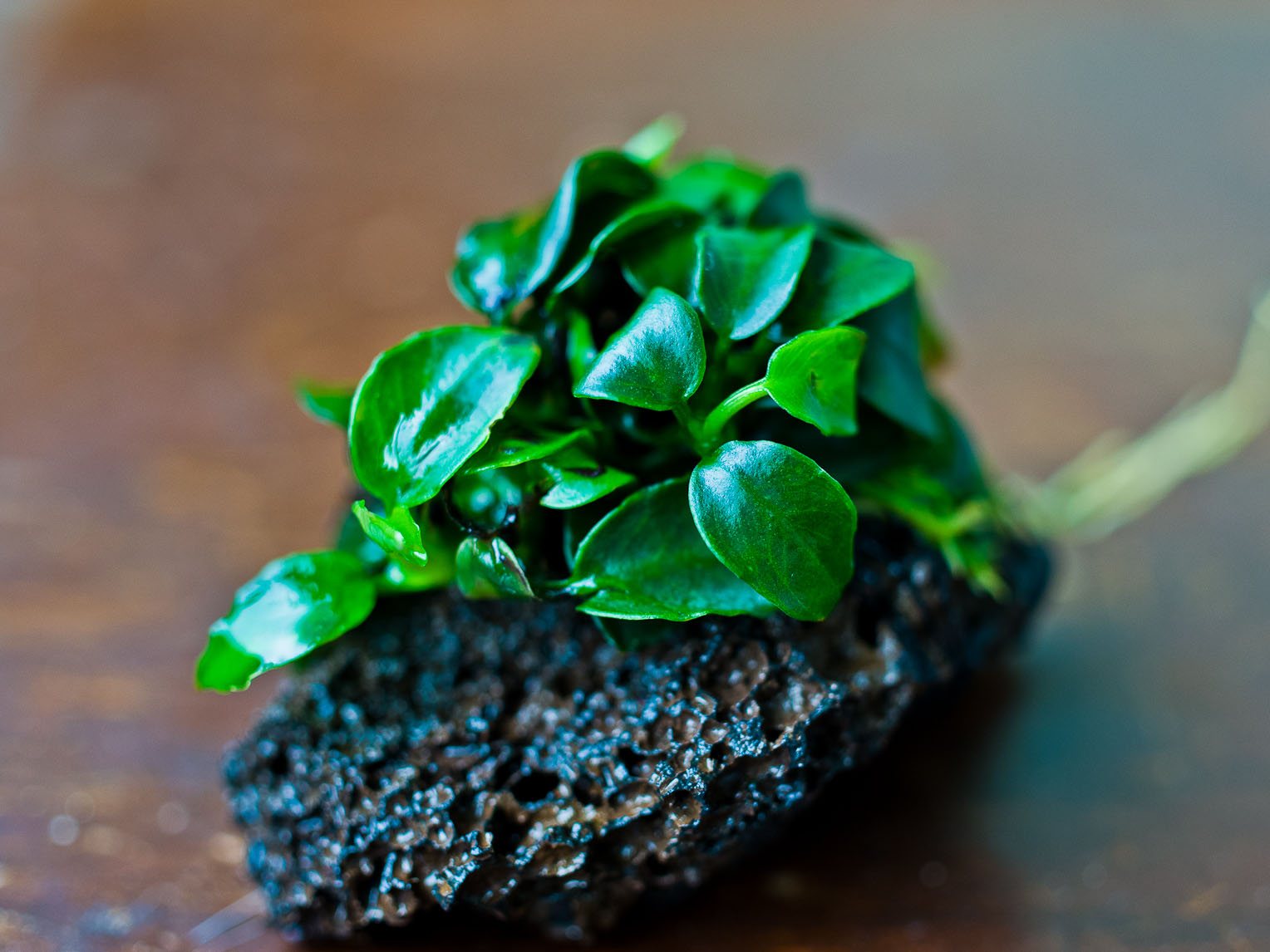 Анубиас Петит (Anubias 'Petite')