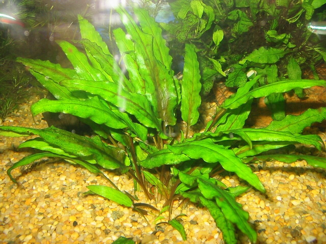 Криптокорина вендта (Cryptocoryne wendtii)