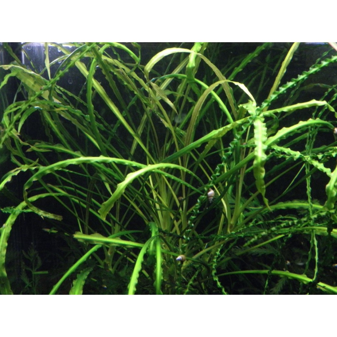 Криптокорина обратноспиральная (Cryptocoryne retrospiralis)