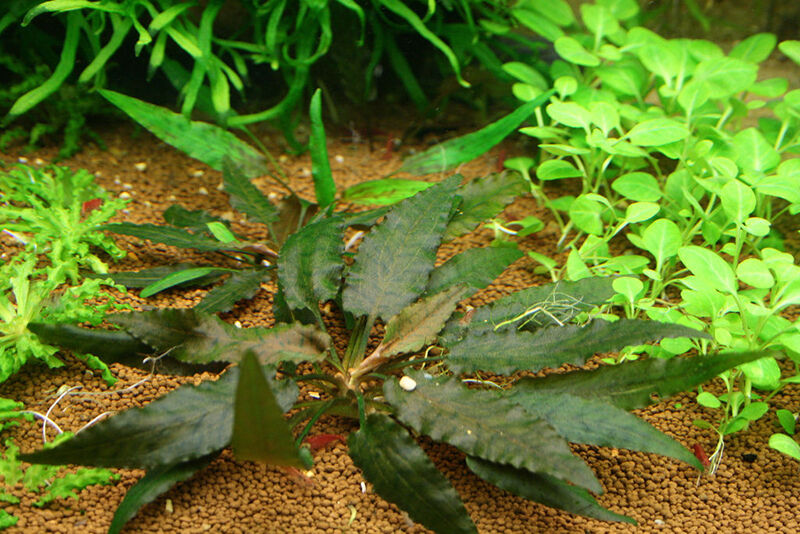 Криптокорина Беккета (Cryptocoryne beckettii)