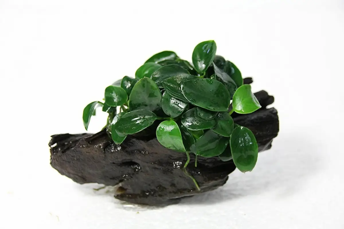 Анубиас нано (Anubias nana 'Nano')