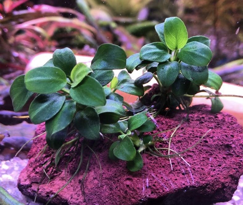 Анубиас нана (Anubias nana)