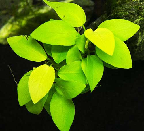 Анубиас нана 'Золотой' (Anubias nana 'Golden') — фото 3