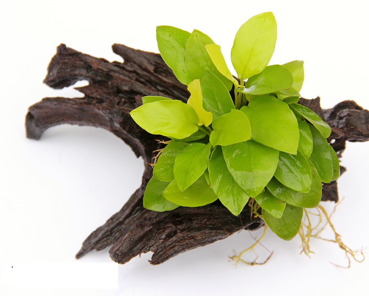 Анубиас нана 'Золотой' (Anubias nana 'Golden')