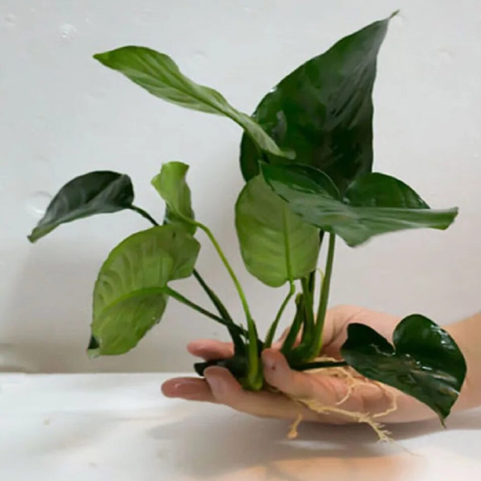 Анубиас бартери (Anubias barteri)