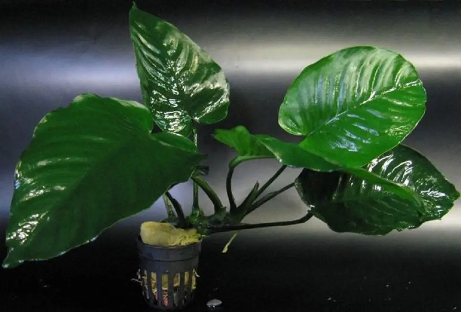 Анубиас кофейнолистный (Anubias barteri var. coffeefolia)