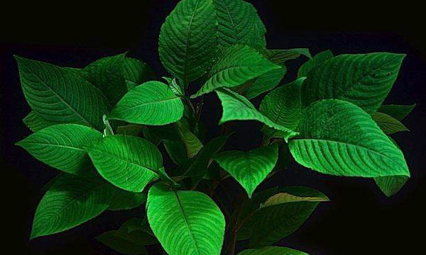 Гигрофила щитовидная (Hygrophila corymbosa 'Compact')