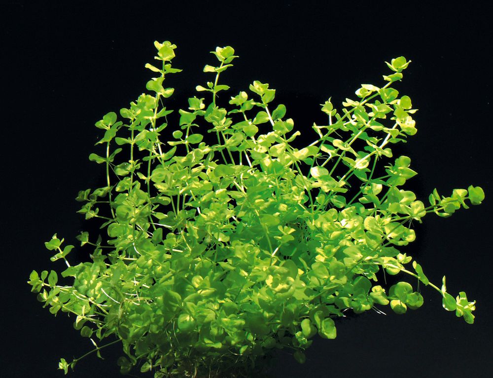 Микрантемум тенистый (Hemianthus micranthemoides)