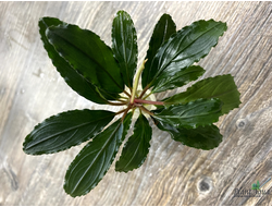 Буцефаландра Кедровый орех (Bucephalandra 'Cedar nut')